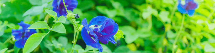 Butterfly Pea Farm Thailand