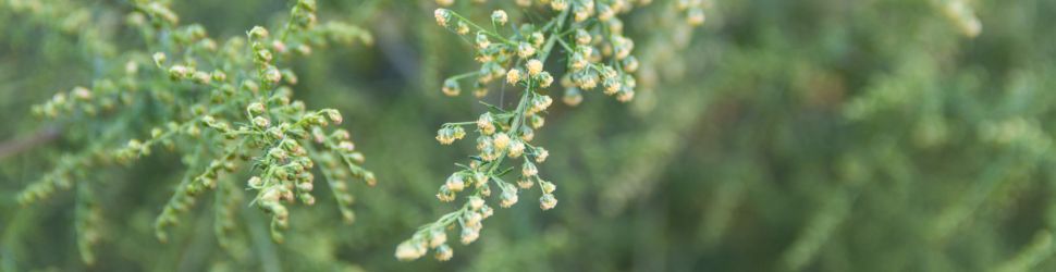 Artmisia Annua tea