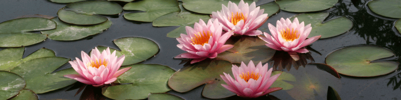 Blue lotus flowers on a pond