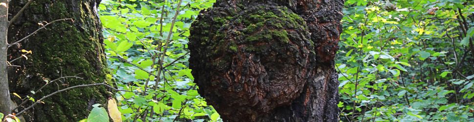 Chaga Pilz für Tee