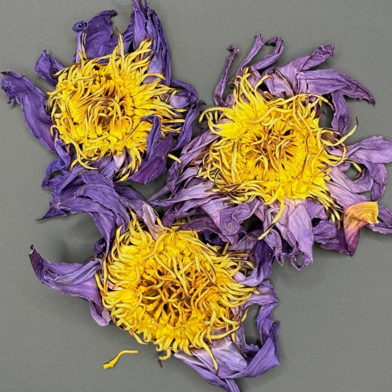 Blauer Lotus kaufen