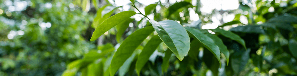 Guayusa Tee
