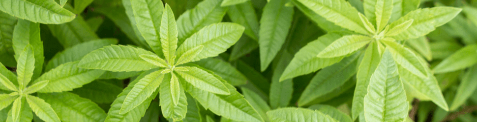 Lemon verbena